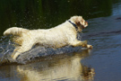 Dukeries' Clumber Spaniel Sparkle