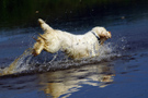 Dukeries' Clumber Spaniel Sparkle