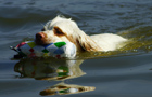 Dukeries' Clumber Spaniel Sparkle