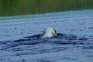 Dukeries' Clumber Spaniel Sparkle