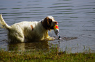 Dukeries' Clumber Spaniel Leya