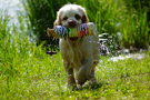 Dukeries' Clumber Spaniel Sparkle