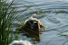 Dukeries' Clumber Spaniel Aven