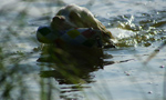 Dukeries' Clumber Spaniel Aven