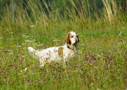 Dukeries' Clumber Spaniel Aven