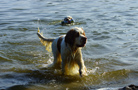 Dukeries' Clumber Spaniel Aven