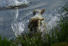 Dukeries' Clumber Spaniel Sparkle