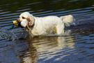 Dukeries' Clumber Spaniel Sparkle