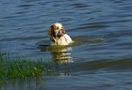 Dukeries' Clumber Spaniel Aven