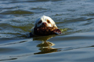 Dukeries' Clumber Spaniel Sparkle