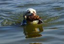 Dukeries' Clumber Spaniel Sparkle