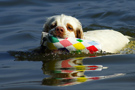 Dukeries' Clumber Spaniel Sparkle