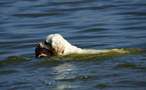 Dukeries' Clumber Spaniel Sparkle