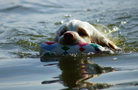 Dukeries' Clumber Spaniel Sparkle