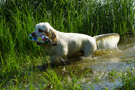 Dukeries' Clumber Spaniel Sparkle