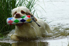 Dukeries' Clumber Spaniel Sparkle