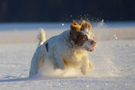 Dukeries' Clumber Spaniel Leya