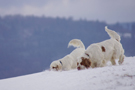 Dukeries' Clumber Spaniel Sparkle