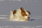 Dukeries' Clumber Spaniel Aven