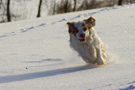 Dukeries' Clumber Spaniel Leya