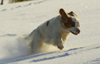 Dukeries' Clumber Spaniel Leya