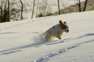 Dukeries' Clumber Spaniel Leya