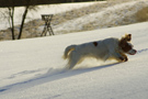 Dukeries' Clumber Spaniel Leya