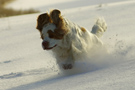 Dukeries' Clumber Spaniel Leya