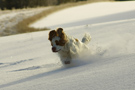 Dukeries' Clumber Spaniel Leya