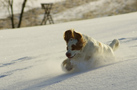 Dukeries' Clumber Spaniel Leya