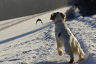 Dukeries' Clumber Spaniel Leya