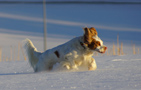 Dukeries' Clumber Spaniel Leya