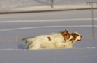 Dukeries' Clumber Spaniel Leya