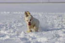 Dukeries' Clumber Spaniel Sparkle