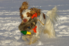 Dukeries' Clumber Spaniel Leya