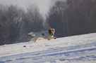 Dukeries' Clumber Spaniel Leya