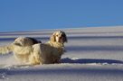 Dukeries' Clumber Spaniel Sparkle