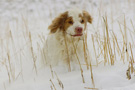 Dukeries' Clumber Spaniel Leya