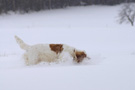 Dukeries' Clumber Spaniel Aven