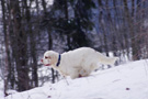 Dukeries' Clumber Spaniel Sparkle