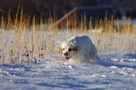 Dukeries' Clumber Spaniel Sparkle