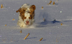 Dukeries' Clumber Spaniel Aven