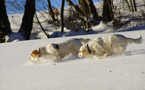 Dukeries' Clumber Spaniel Sparkle