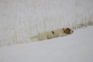 Dukeries' Clumber Spaniel Leya