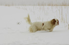 Dukeries' Clumber Spaniel Leya