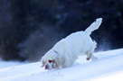 Dukeries' Clumber Spaniel Sparkle