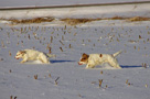 Dukeries' Clumber Spaniel Aven