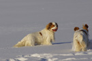 Dukeries' Clumber Spaniel Leya