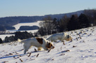 Dukeries' Clumber Spaniel Aven