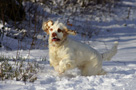 Dukeries' Clumber Spaniel Sparkle